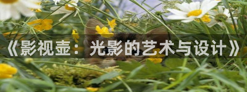 飘雪影视完整版在线观看：《影视壶：光影的艺术与设计》